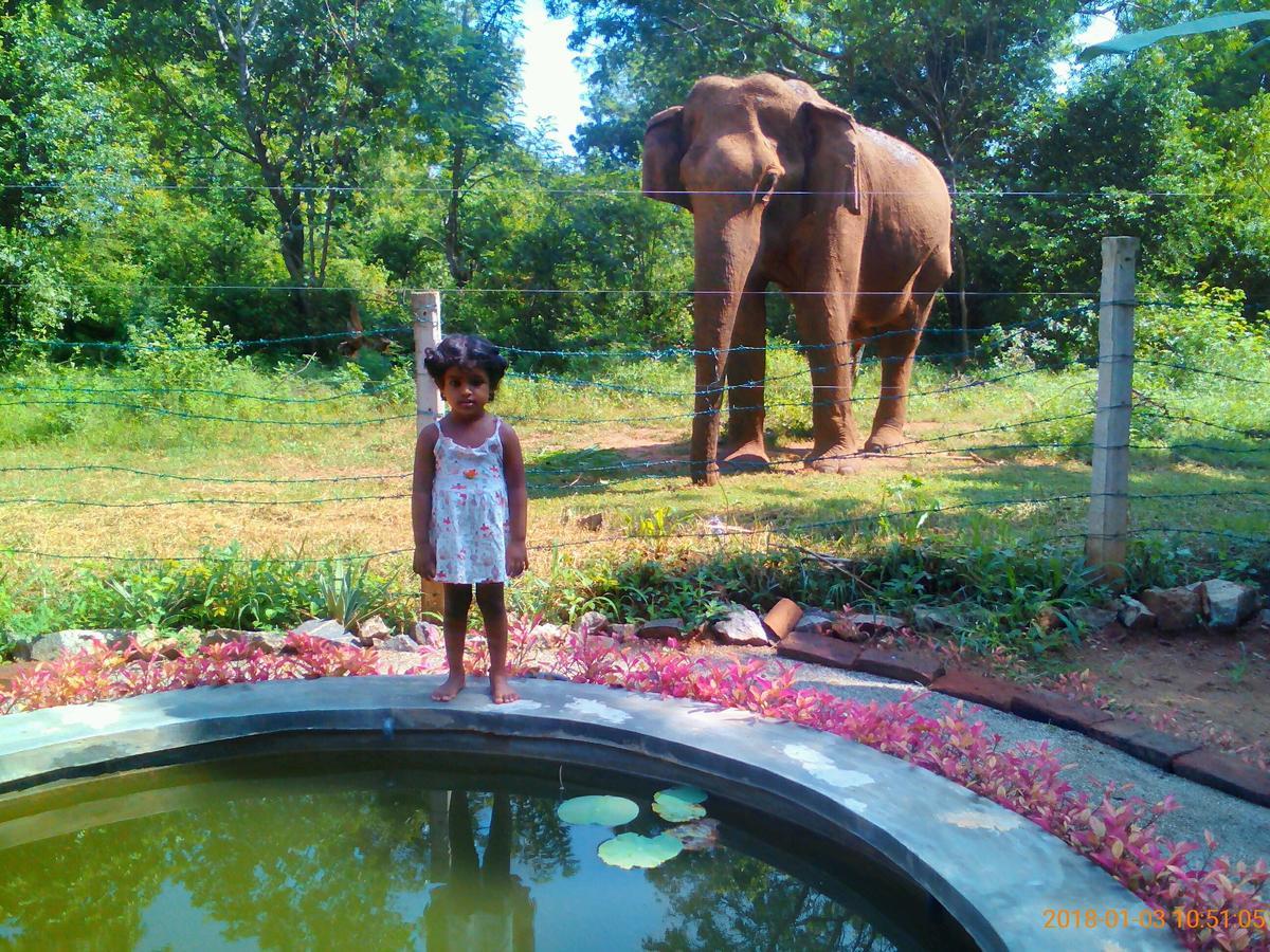 Owls Nest Hotel Udawalawe Eksteriør billede